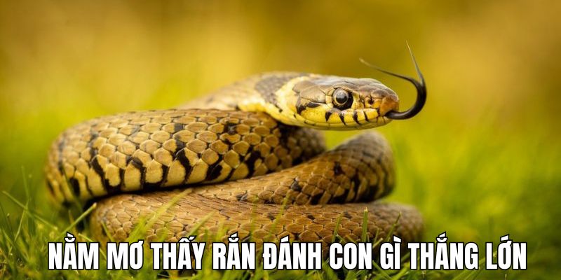 Nằm mơ thấy rắn thì nên đánh số gì theo từng trường hợp